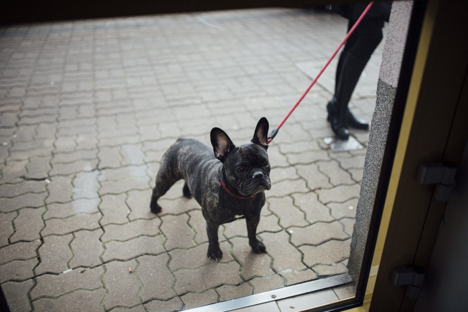 Handling a Dog Attack: Navigating a Stressful Situation