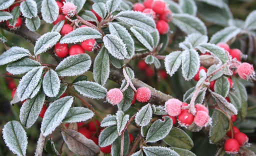 How Anti-Frost Textile Protects Your Crops Year-Round