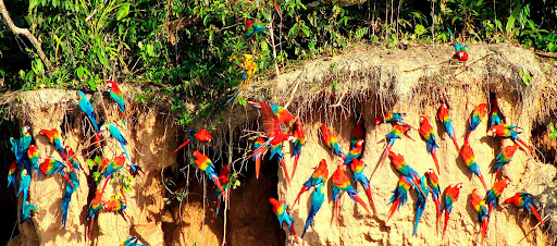 Sandoval Lake Lodge: Your Gateway to Authentic Amazon Immersion