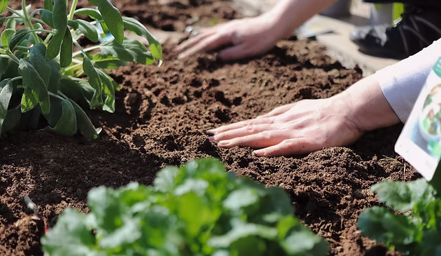 Why Virginia Landowners Are Choosing Forestry Mulching: Key Benefits for Property Management
