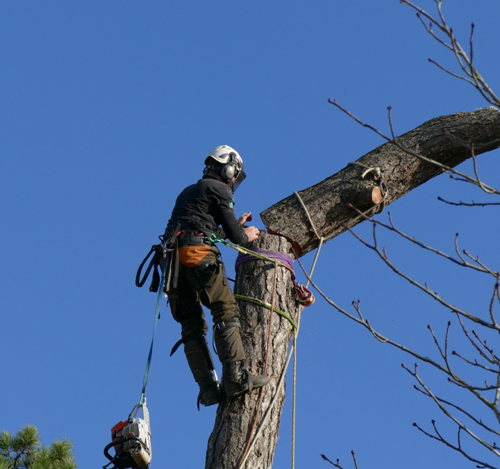 Safe and Systematic Tree Removal in Northern Germany: A Complete Guide to Tree Felling Norderstedt
