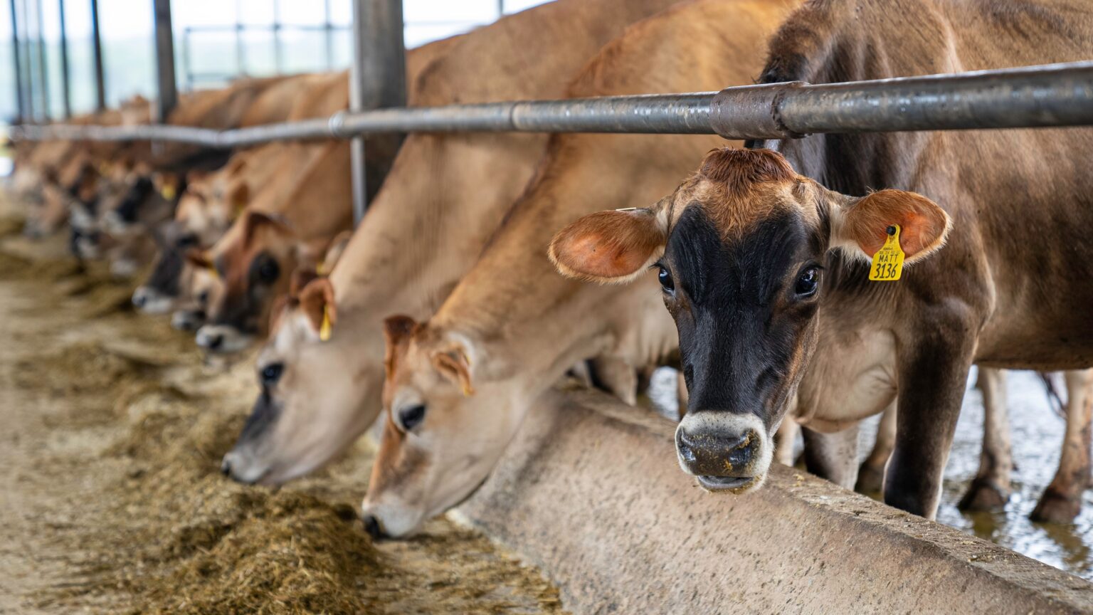 From Selected Farms to Your Fridge: The Strict Sourcing Standards of Local Processors