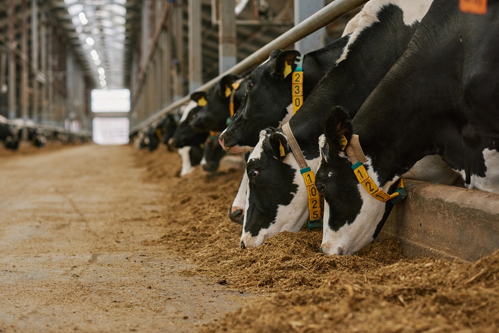 How Supplements Support Healthy Cattle and Livestock