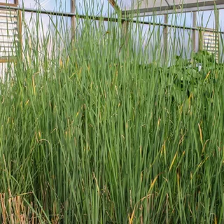 How to Buy Marginal Pond Plants for a Healthy Pond